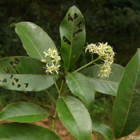 Acronychia pedunculata (L.) Miq.